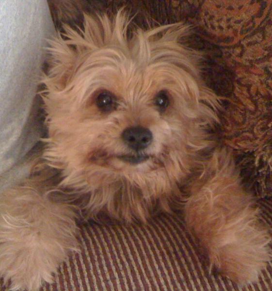 Indy the "sweetest" boy in the house.  