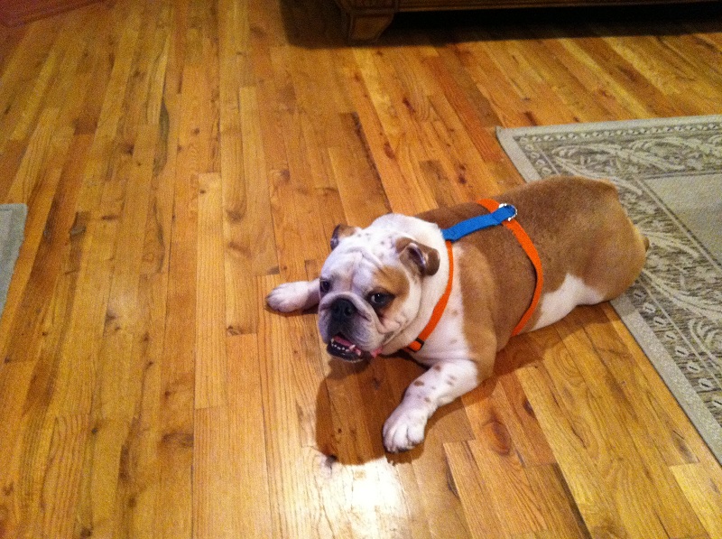 Diesel