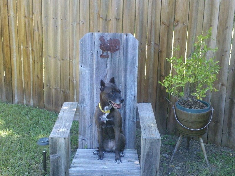Doxie 